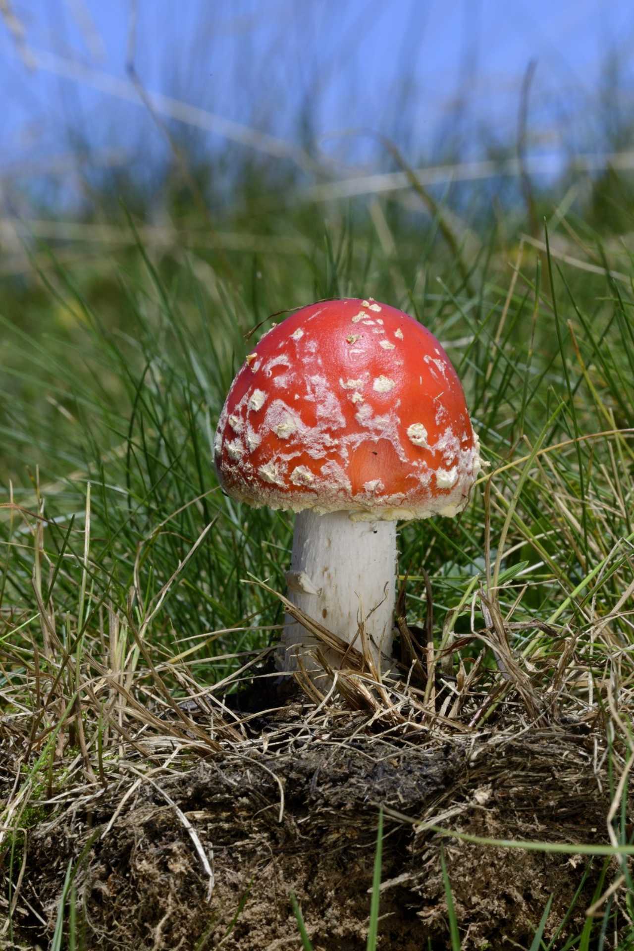 Amanita muscaria